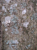 Wintergreen tree lichen2 sc