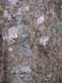 Wintergreen tree lichen2 sc