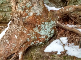 CO trail 2-4-16 lichen on river birch