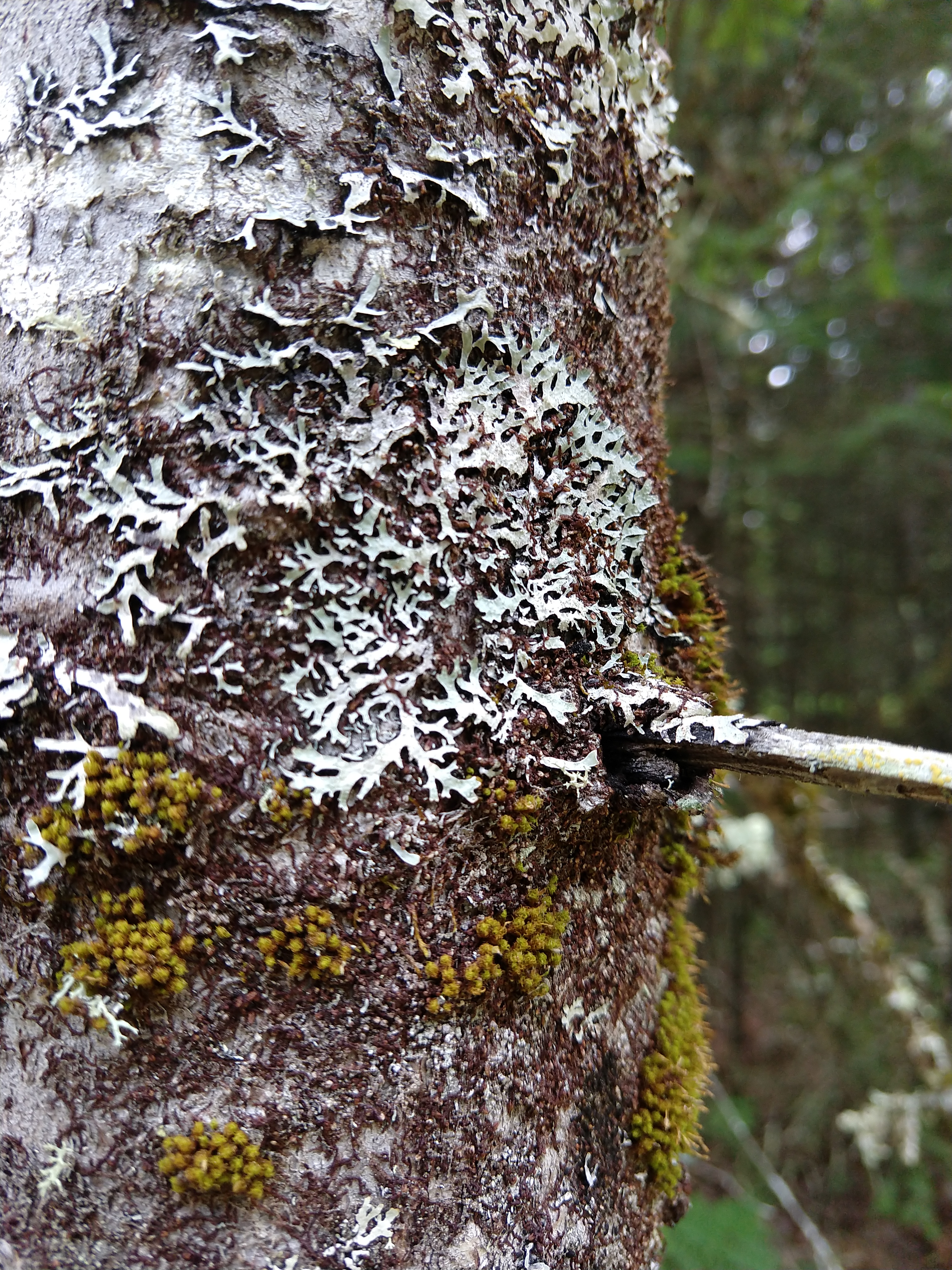 tree lichen eagle river